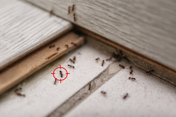 Best Affordable Pest Control Services  in Mount Arlington, NJ