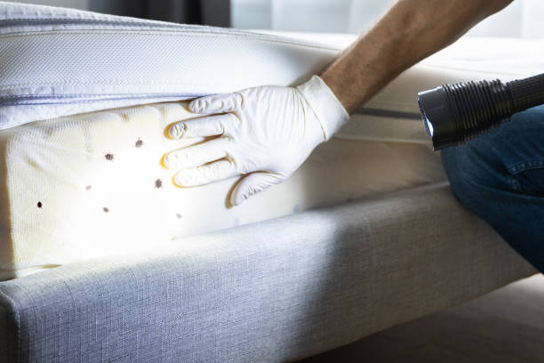 Best Residential Pest Control  in Mount Arlington, NJ